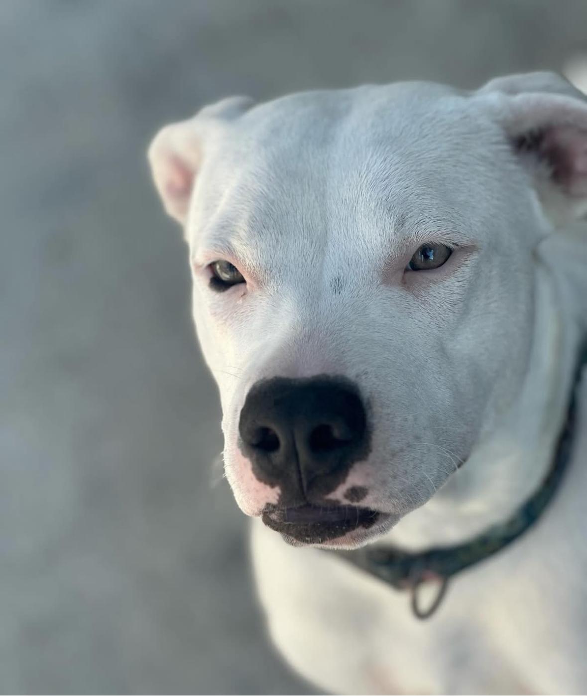 Luna Belle, a Adoptable mixed breed in Boca Raton, FL image 4/4