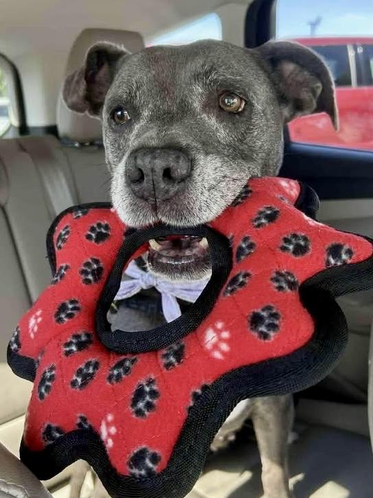 Moo Deng, Adoptable, Adult Female Pit Bull Terrier & American Staffordshire Terrier.