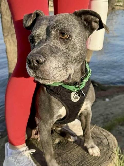 Moo Deng, a Adoptable mixed breed in Citrus Heights, CA image 4/6