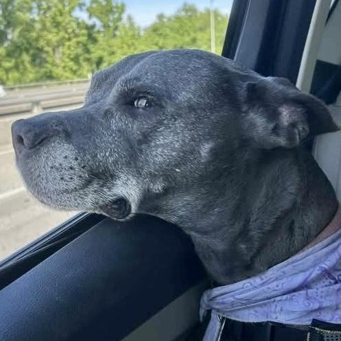 Moo Deng, a Adoptable mixed breed in Citrus Heights, CA image 2/6