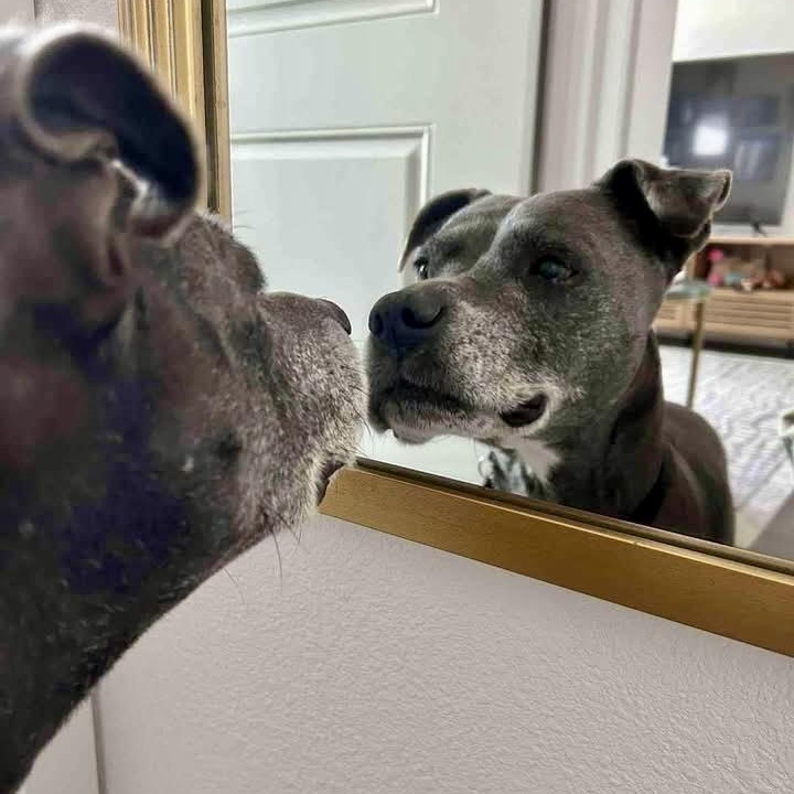 Moo Deng, a Adoptable mixed breed in Citrus Heights, CA image 5/6