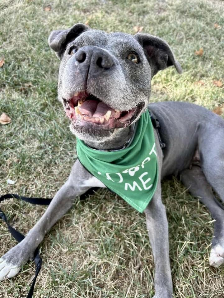 Moo Deng, a Adoptable mixed breed in Citrus Heights, CA image 3/6