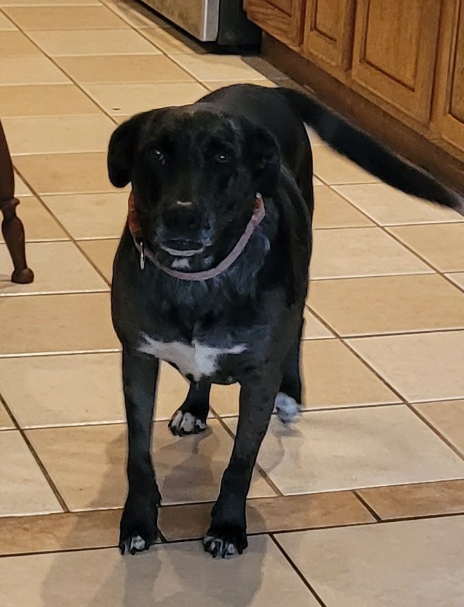 Cookie, a Adoptable mixed breed in Chiefland, FL image 5/8