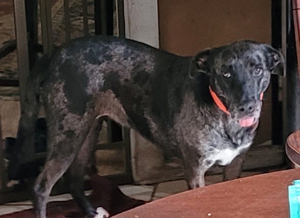 Cookie, a Adoptable mixed breed in Chiefland, FL image 1/8