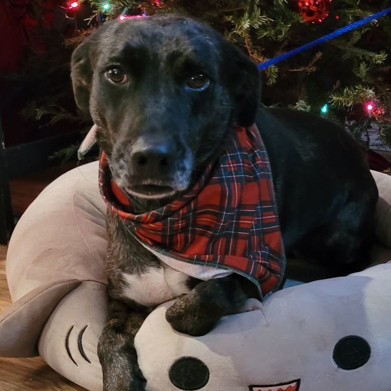 Enlarge Cookie, a Adoptable mixed breed in Chiefland, FL image 7/8