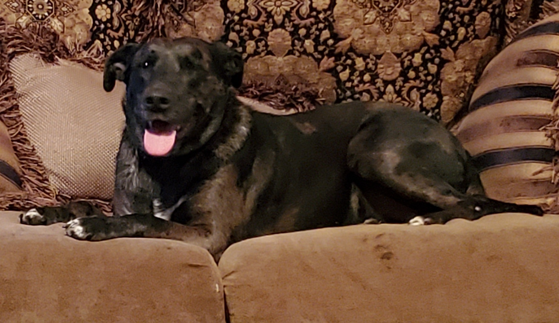 Enlarge Cookie, a Adoptable mixed breed in Chiefland, FL image 8/8