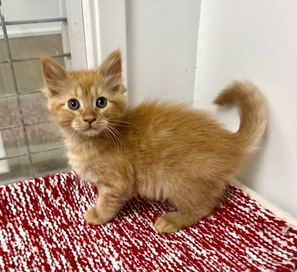 Cutie, Adopted, Kitten Male Domestic Medium Hair.