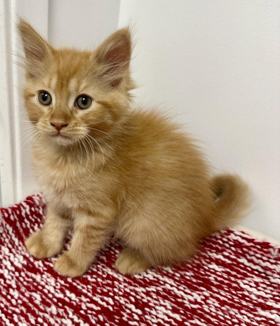 Cutie, a Adopted Domestic Medium Hair in West Hills, CA image 2/3