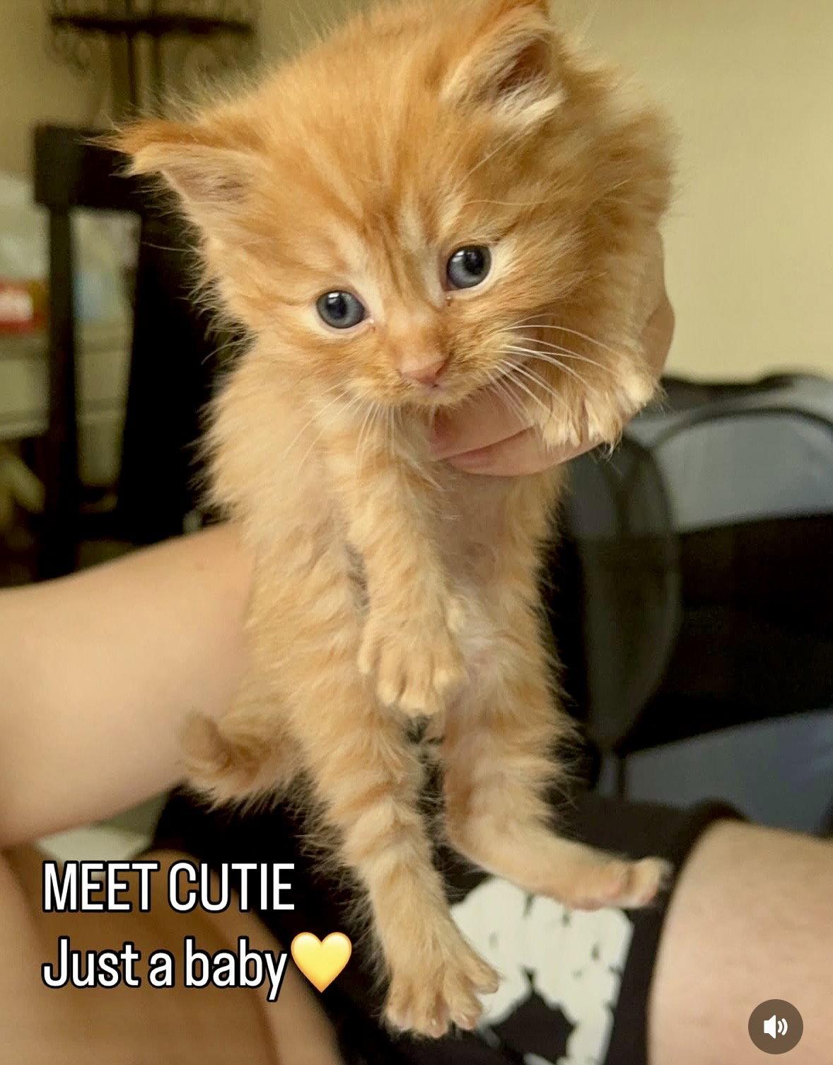 Cutie, a Adopted Domestic Medium Hair in West Hills, CA image 3/3