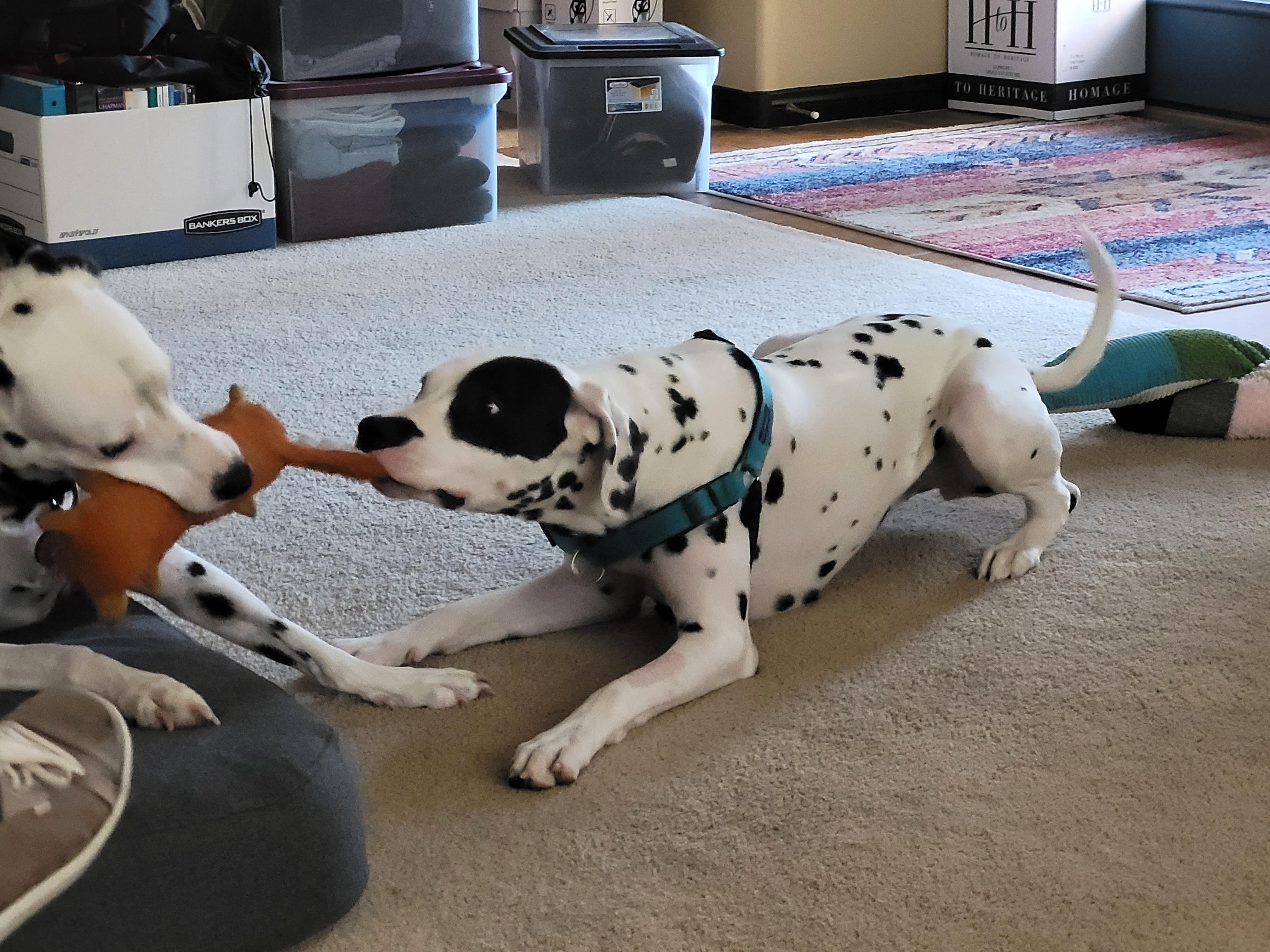 Enlarge Lara-Peoria, AZ, a ADOPTABLE Dalmatian in Peoria, AZ image 3/6