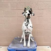 Enlarge Lara-Peoria, AZ, a ADOPTABLE Dalmatian in Peoria, AZ image 2/6