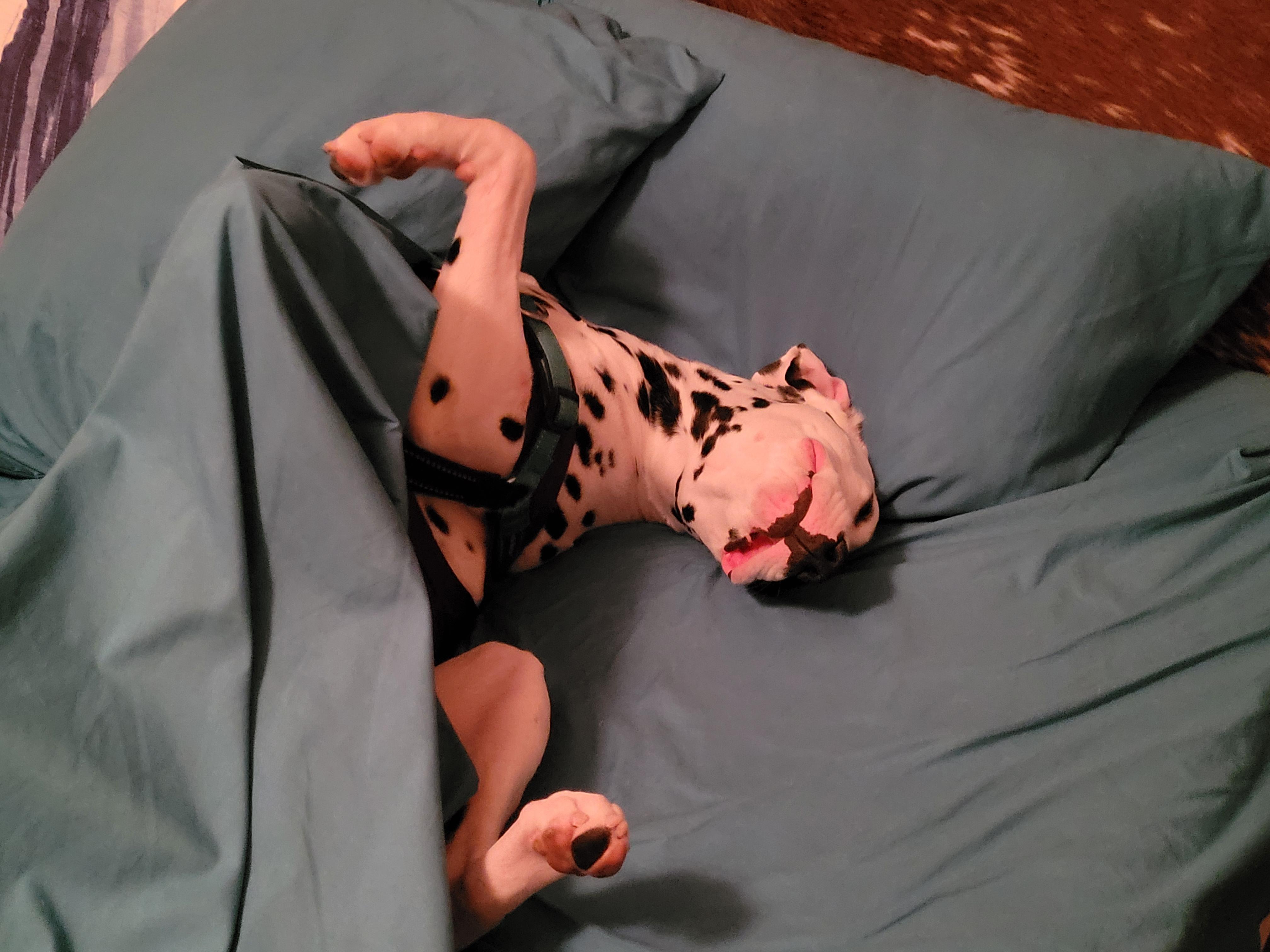 Enlarge Lara-Peoria, AZ, a ADOPTABLE Dalmatian in Peoria, AZ image 4/6