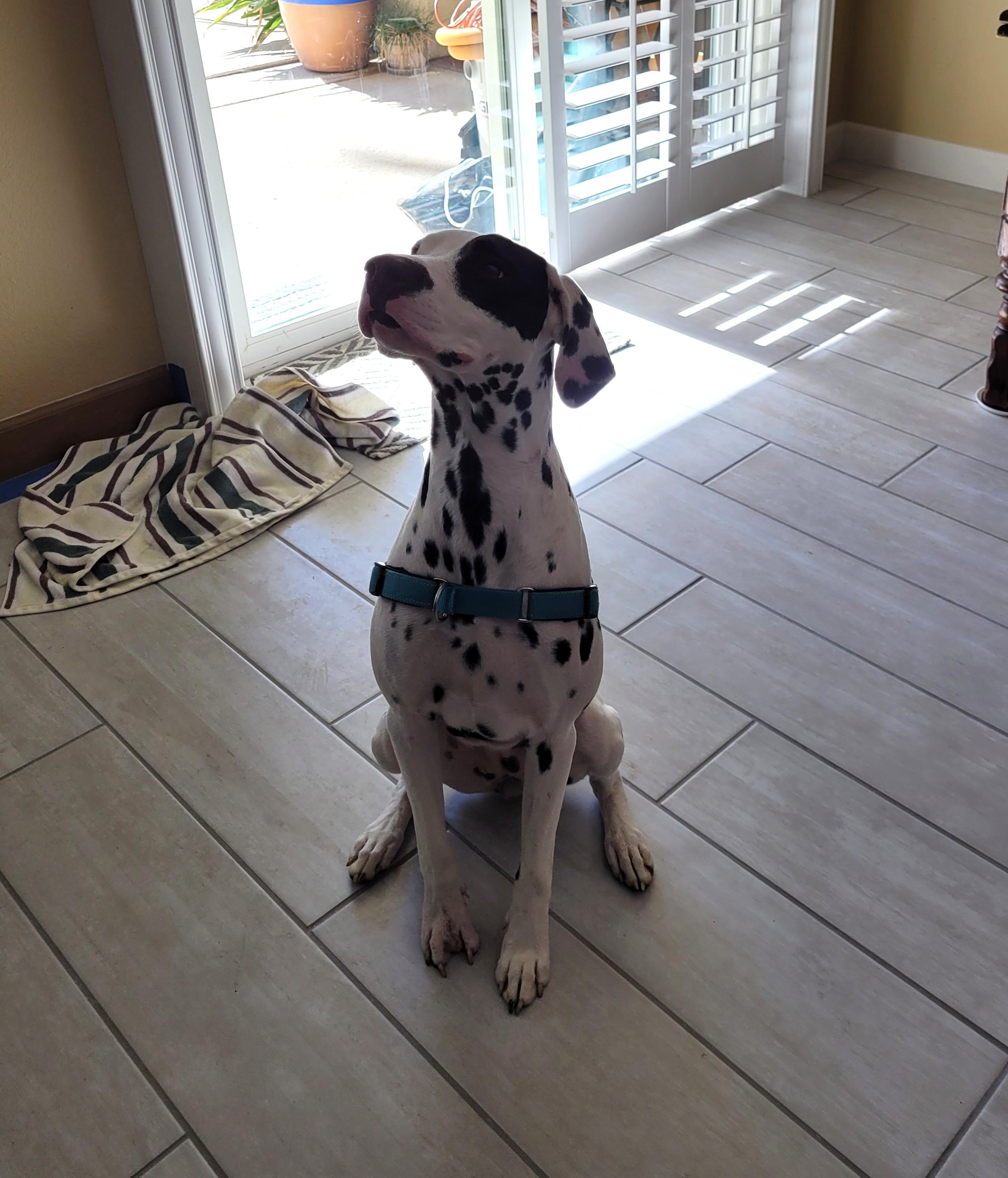 Enlarge Lara-Peoria, AZ, a ADOPTABLE Dalmatian in Peoria, AZ image 5/6