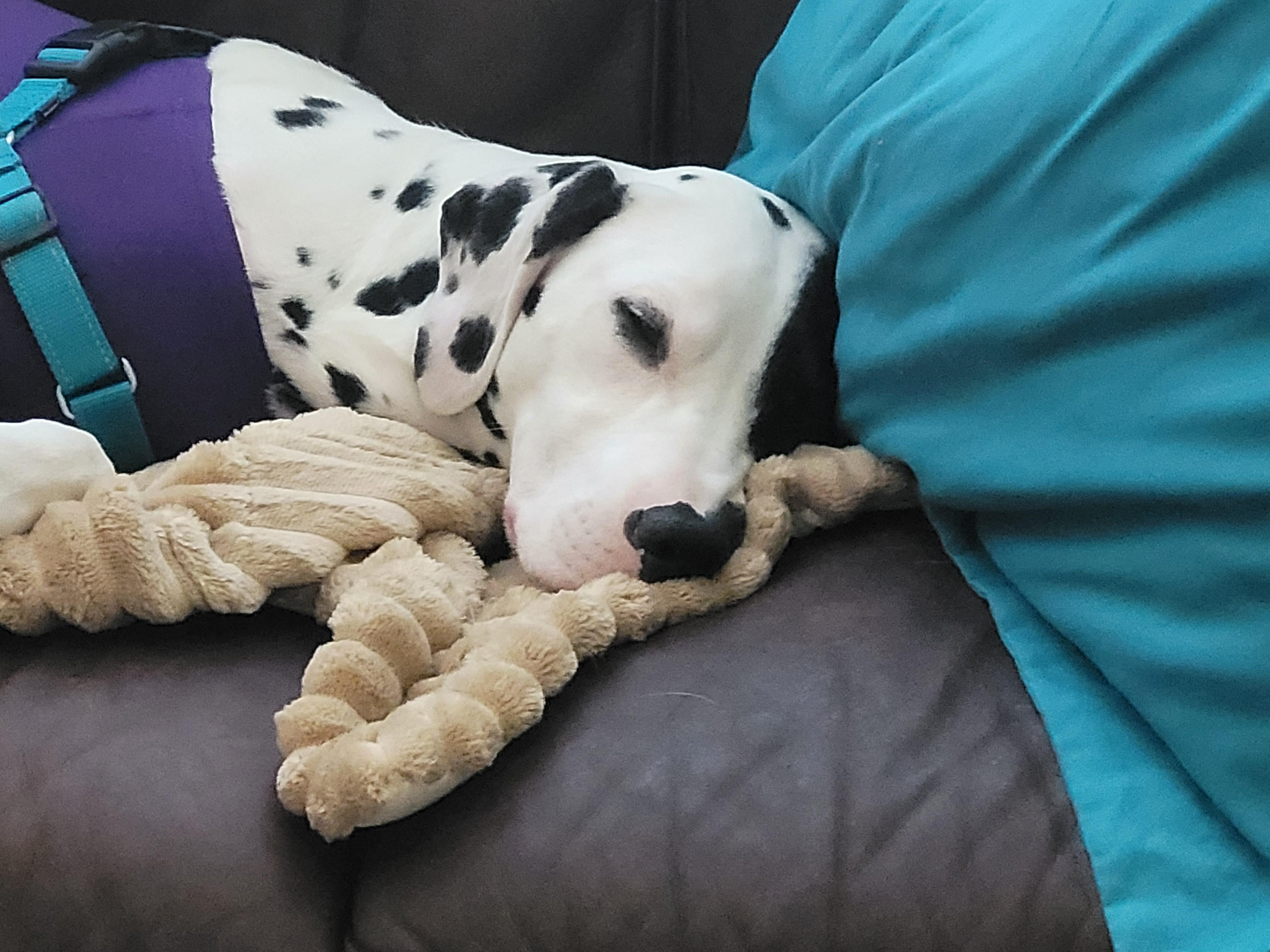Enlarge Lara-Peoria, AZ, a ADOPTABLE Dalmatian in Peoria, AZ image 2/6