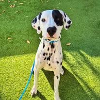 Enlarge Lara-Peoria, AZ, a ADOPTABLE Dalmatian in Peoria, AZ image 1/6