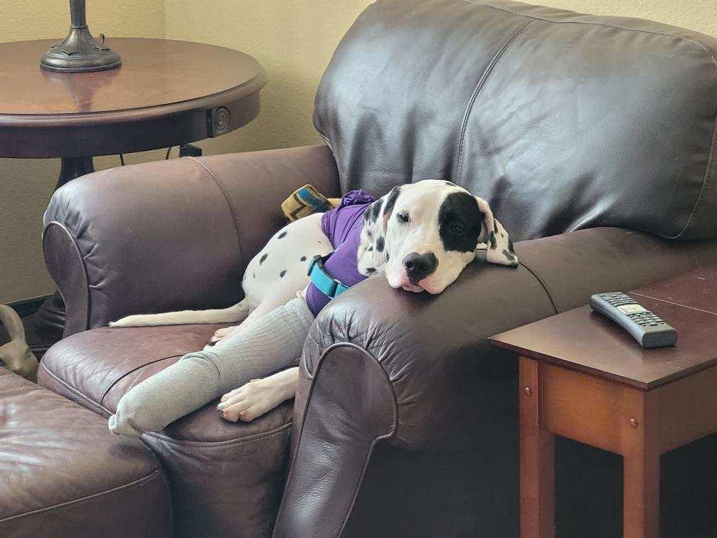 Enlarge Lara-Peoria, AZ, a ADOPTABLE Dalmatian in Peoria, AZ image 6/6