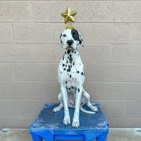 Enlarge Lara-Peoria, AZ, a ADOPTABLE Dalmatian in Peoria, AZ image 6/6