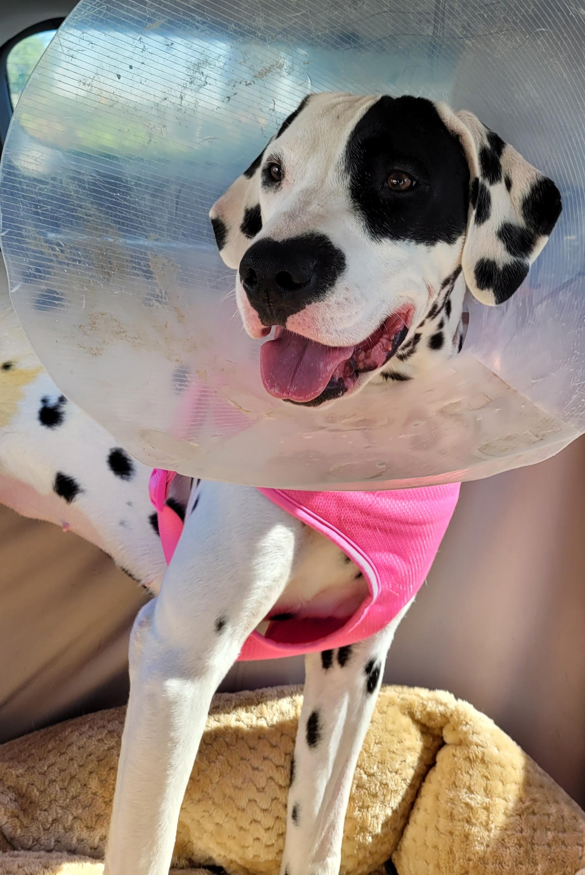 Lara-Peoria, AZ, ADOPTABLE, Puppy Female Dalmatian.