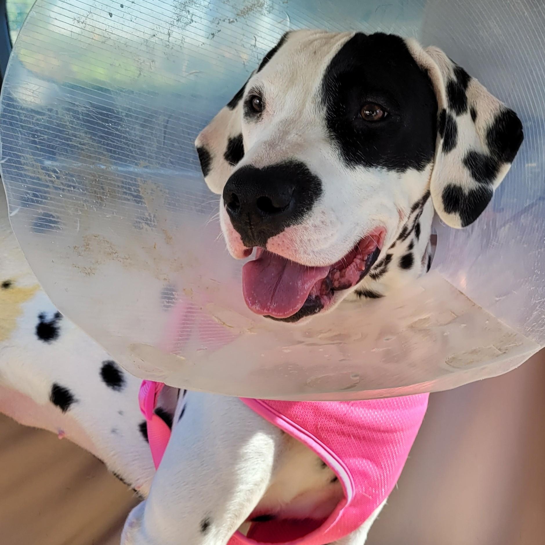 Enlarge Lara-Peoria, AZ, a ADOPTABLE Dalmatian in Peoria, AZ image 3/6
