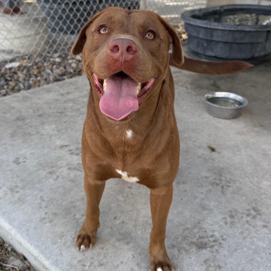 Cedric, Adoptable, Adult Male Terrier.