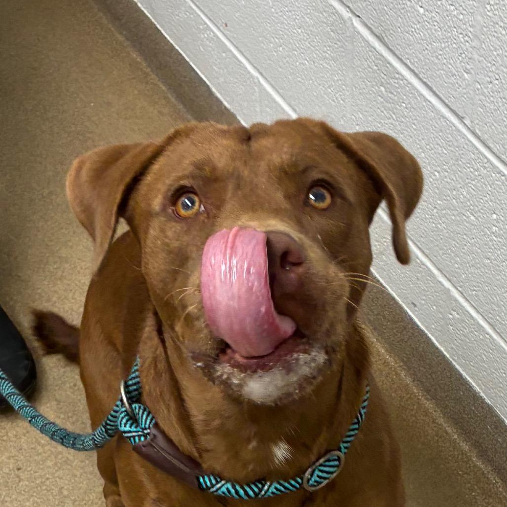 Enlarge Cedric, a Adoptable mixed breed in Corpus Christi, TX image 2/6