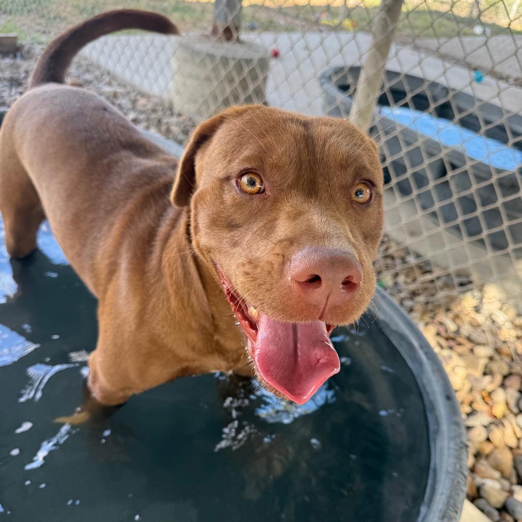 Enlarge Cedric, a Adoptable mixed breed in Corpus Christi, TX image 3/6