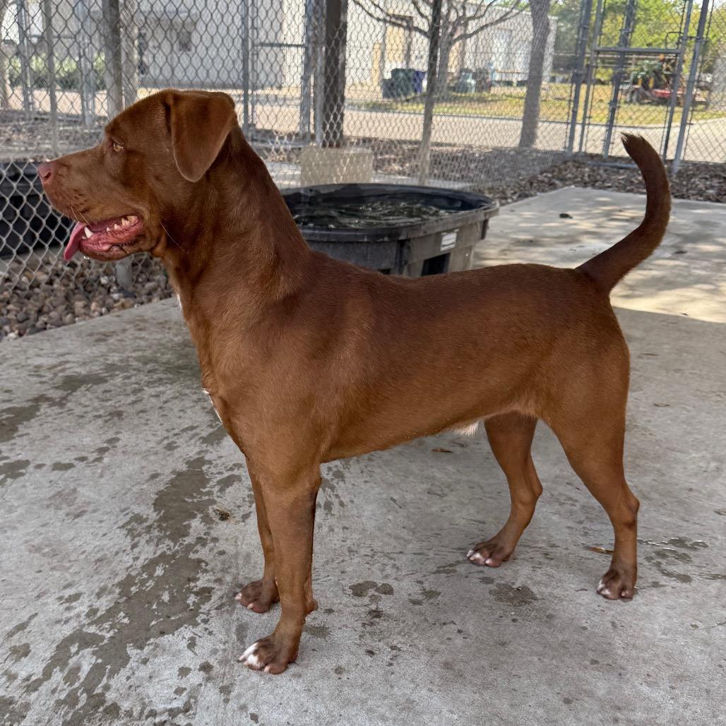 Enlarge Cedric, a Adoptable mixed breed in Corpus Christi, TX image 4/6
