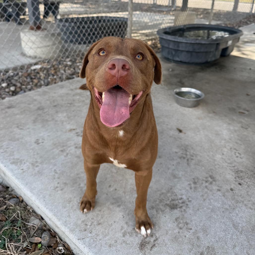 Enlarge Cedric, a Adoptable mixed breed in Corpus Christi, TX image 5/6
