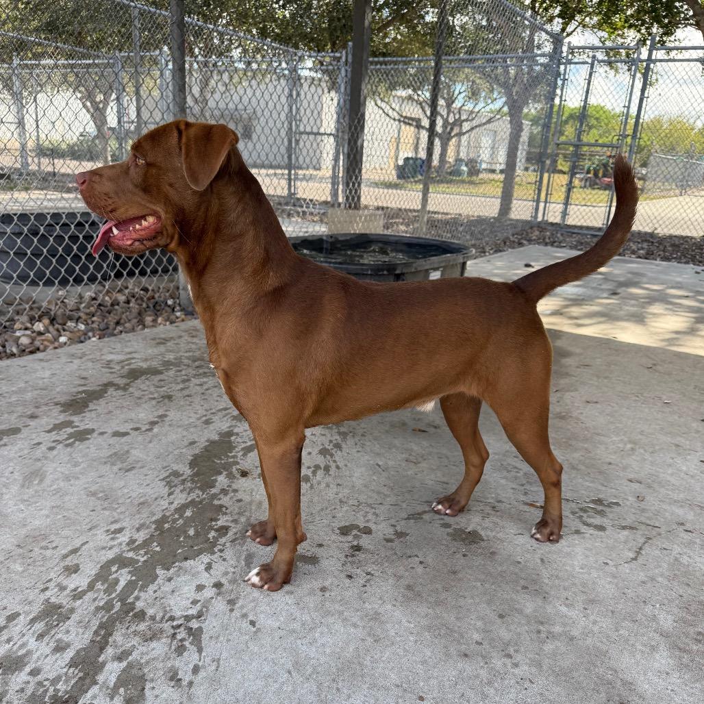 Enlarge Cedric, a Adoptable mixed breed in Corpus Christi, TX image 6/6