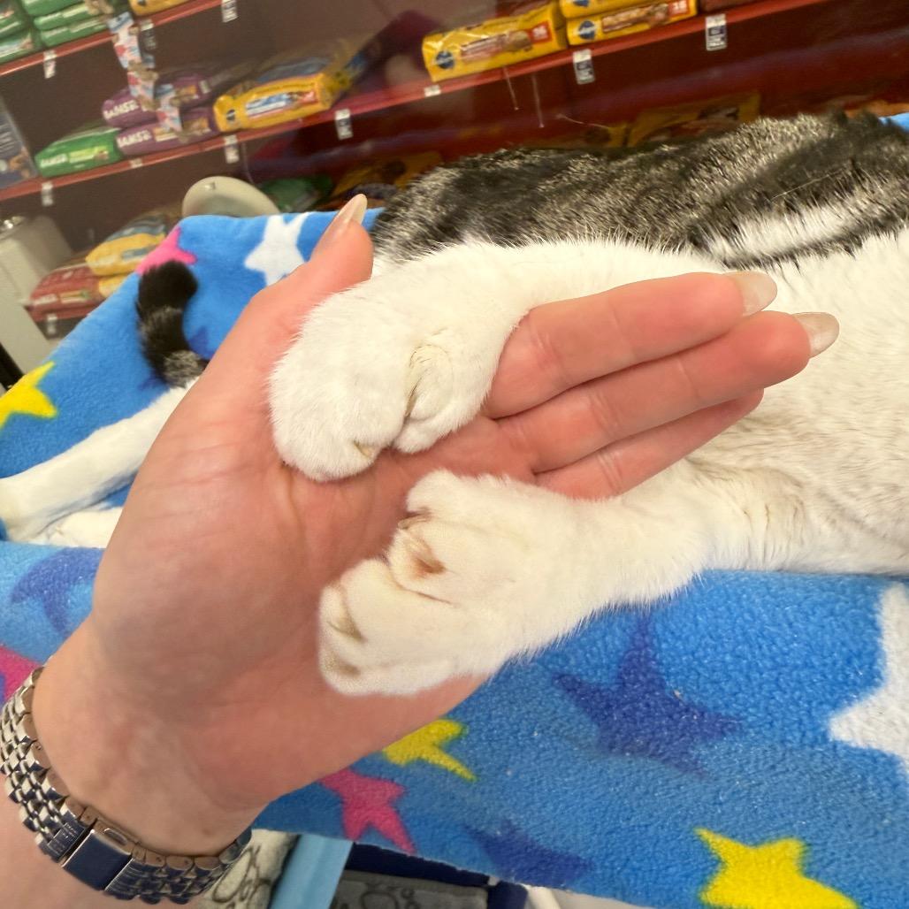 Stella, Adoptable, Adult Female Domestic Short Hair.