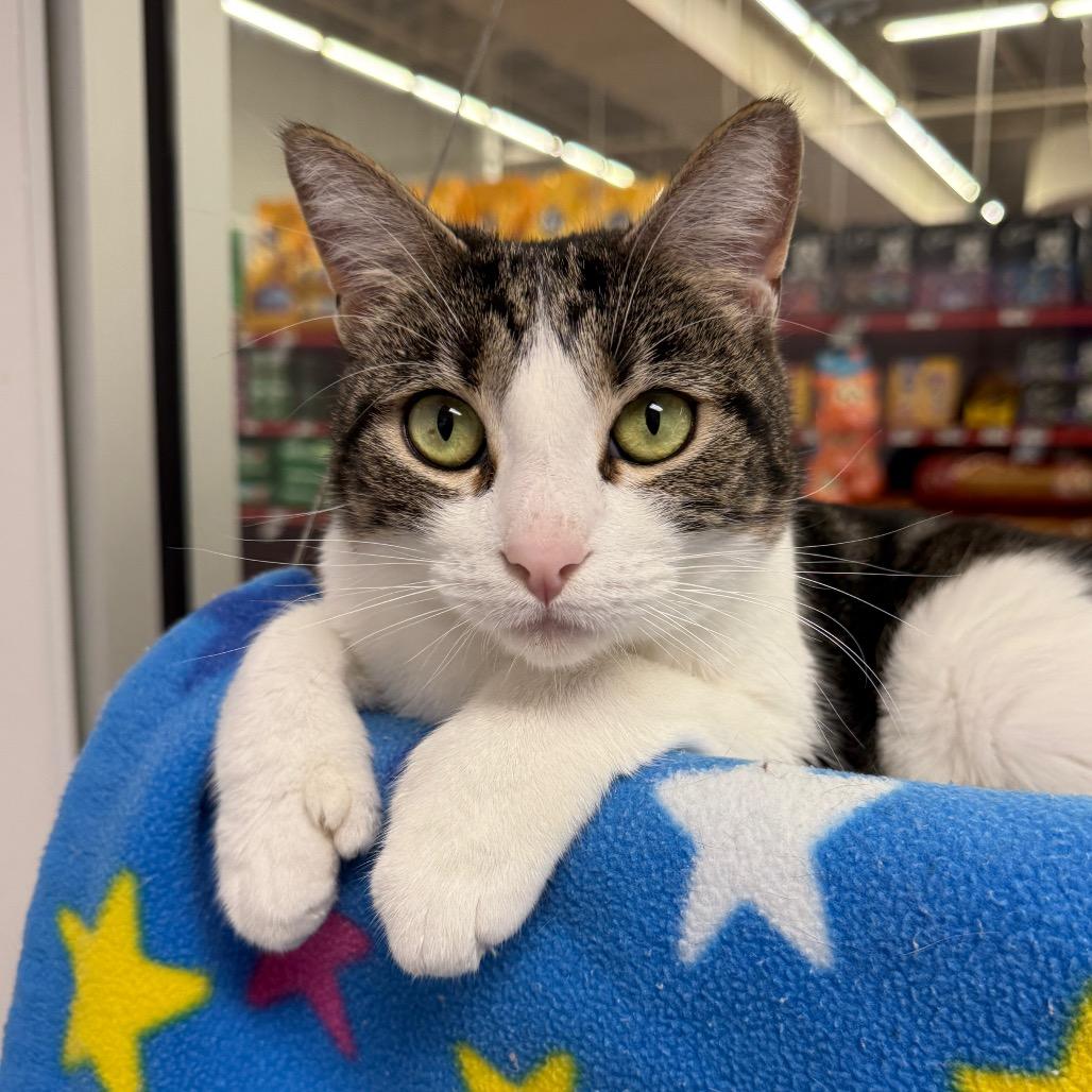 Enlarge Stella, a Adoptable Domestic Short Hair in Sunnyvale, CA image 3/5