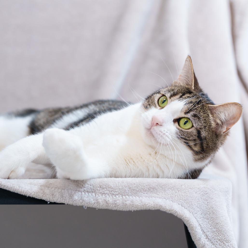 Enlarge Stella, a Adoptable Domestic Short Hair in Sunnyvale, CA image 4/5