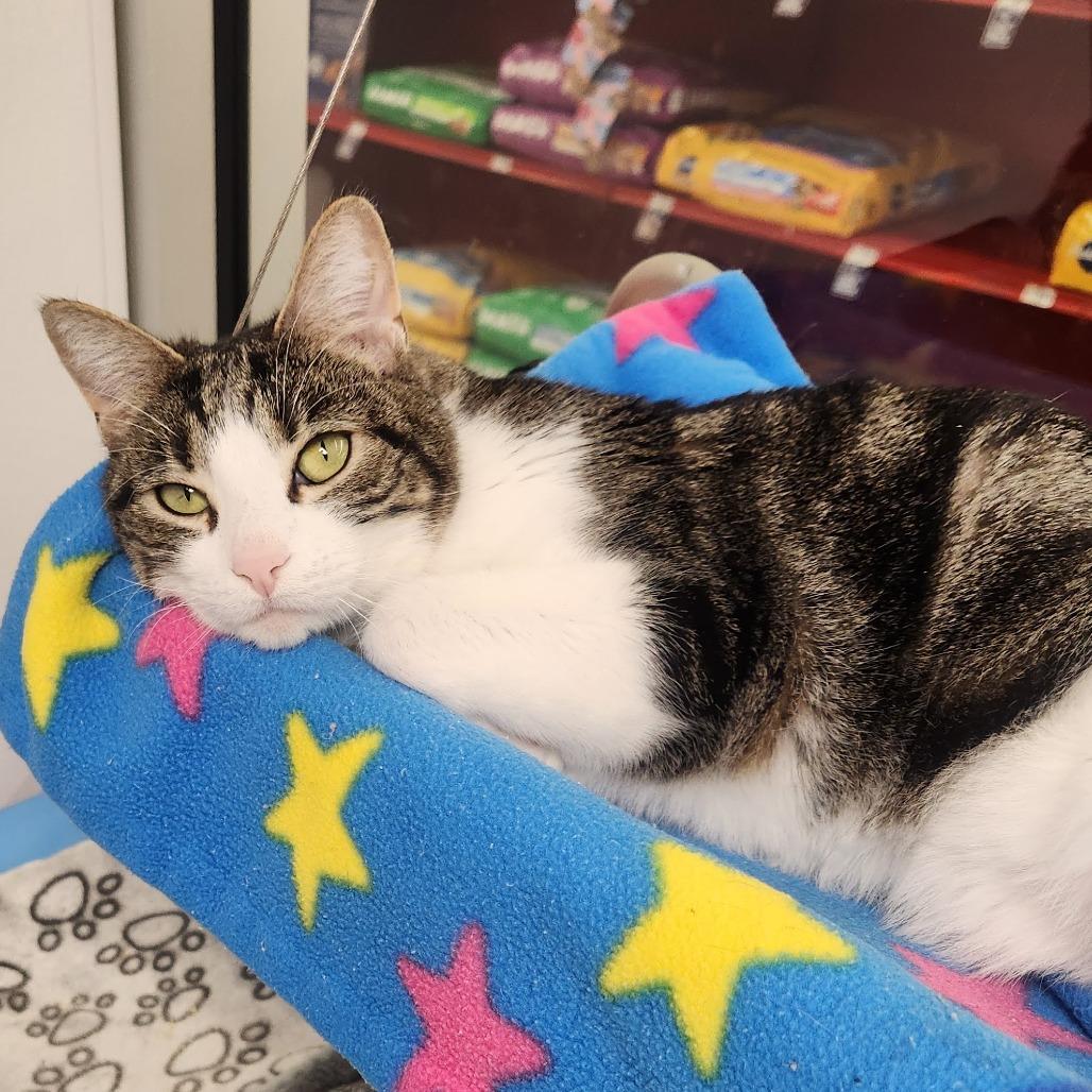 Enlarge Stella, a Adoptable Domestic Short Hair in Sunnyvale, CA image 5/5