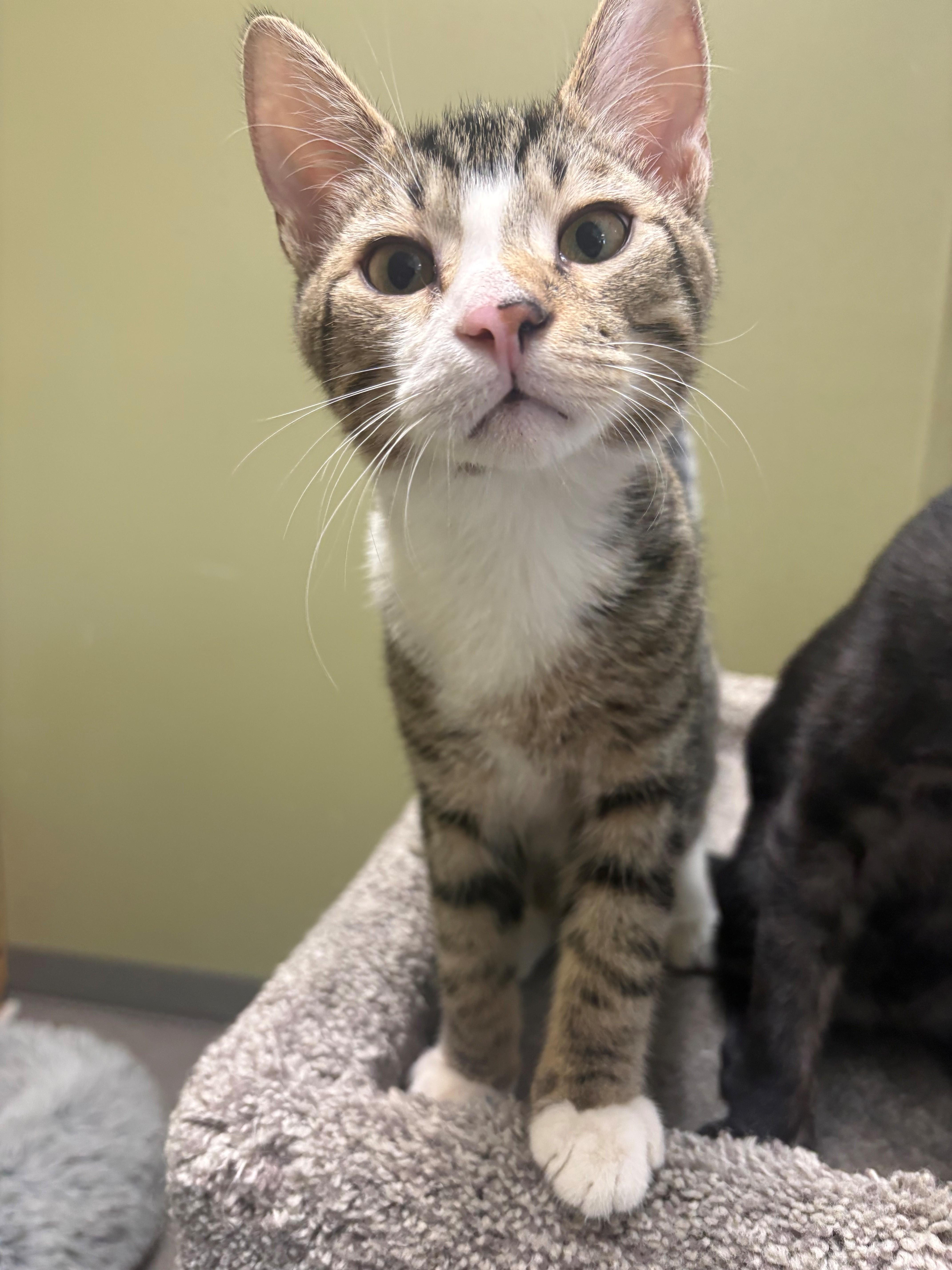 Enlarge Goose, a ADOPTABLE Domestic Short Hair in Grass Valley, CA image 1/1