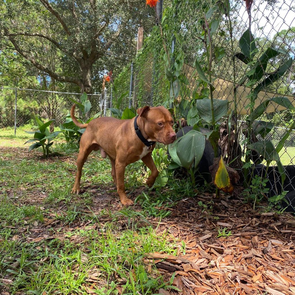 Enlarge Sunkist, a Adoptable mixed breed in Titusville, FL image 2/6