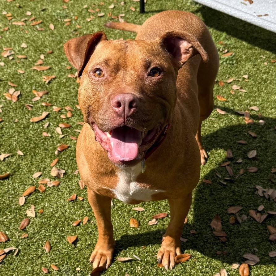 Enlarge Sunkist, a Adoptable mixed breed in Titusville, FL image 5/6
