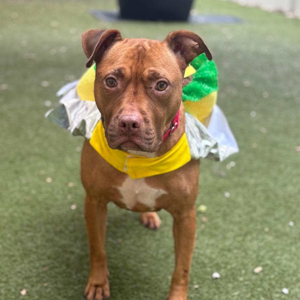 Enlarge Sunkist, a Adoptable mixed breed in Titusville, FL image 6/6