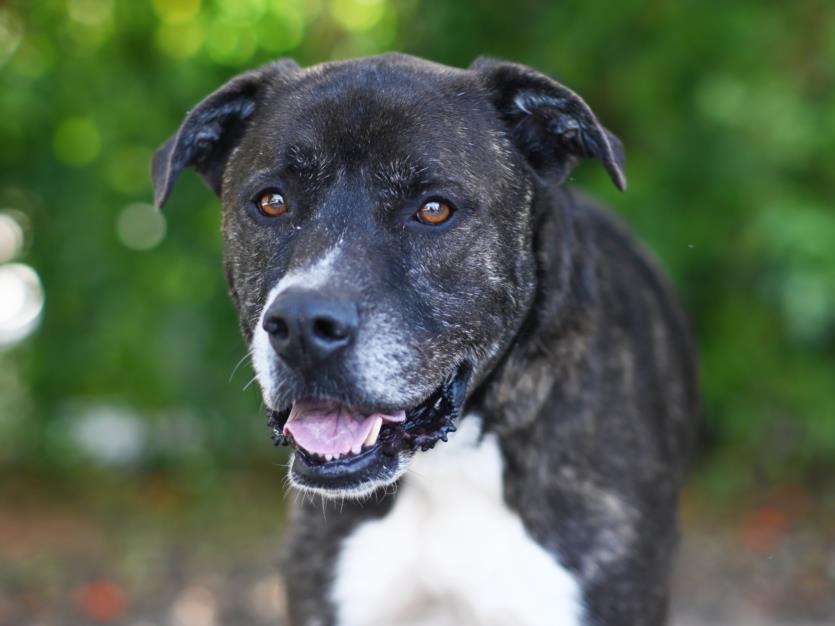 Enlarge CECIL, a Adoptable Plott Hound in Tavares, FL image 1/1