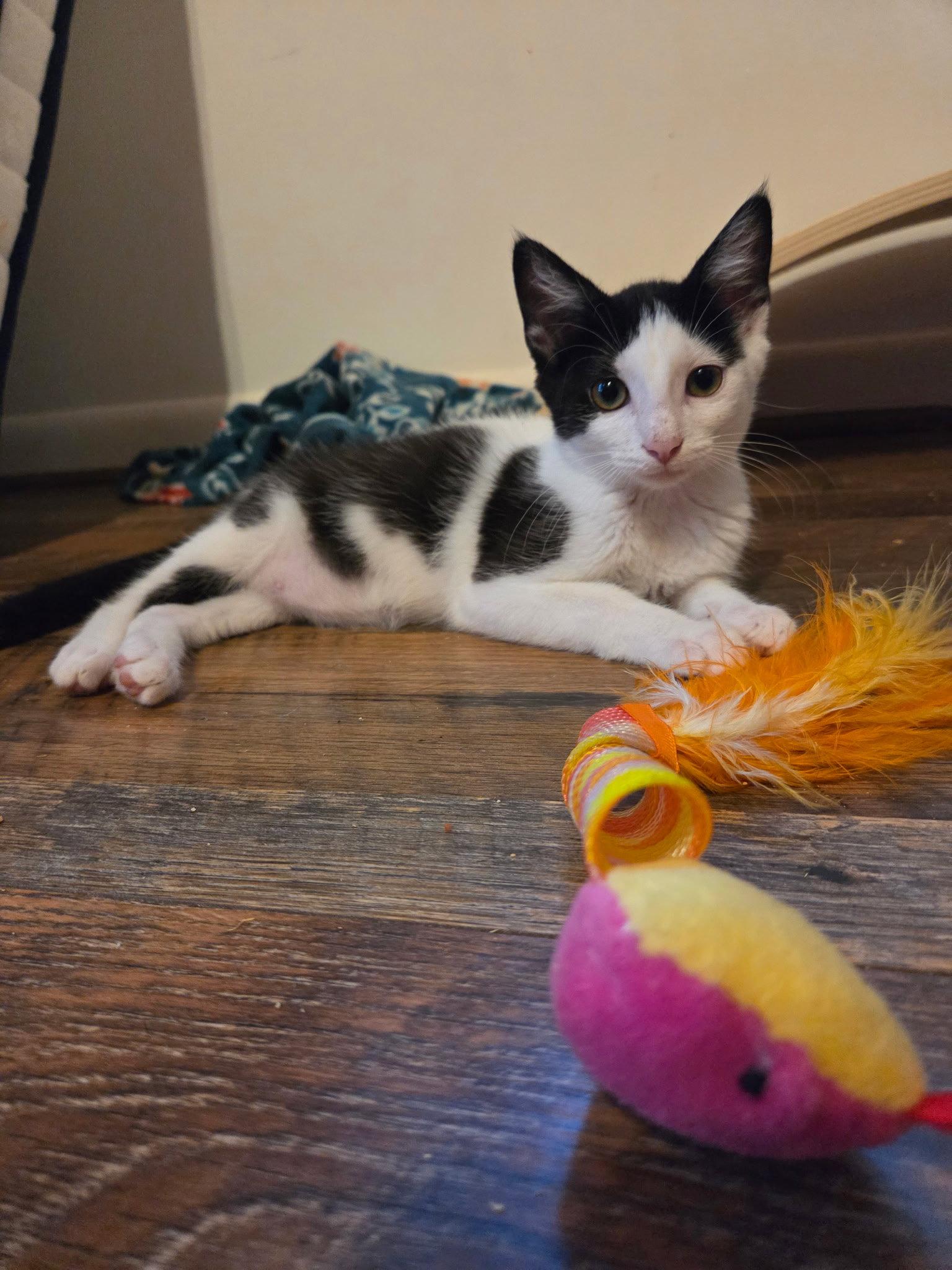 Cookie, Adoptable, Kitten Female Domestic Short Hair.