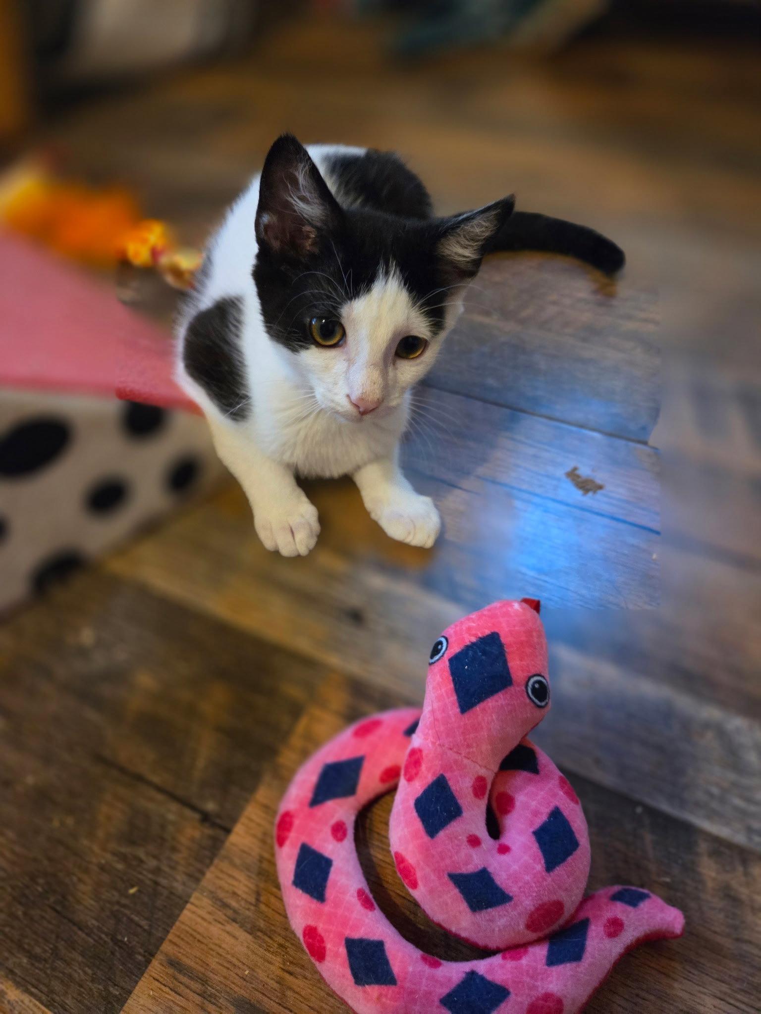 Cookie, a Adoptable Domestic Short Hair in Maggie Valley, NC image 2/3
