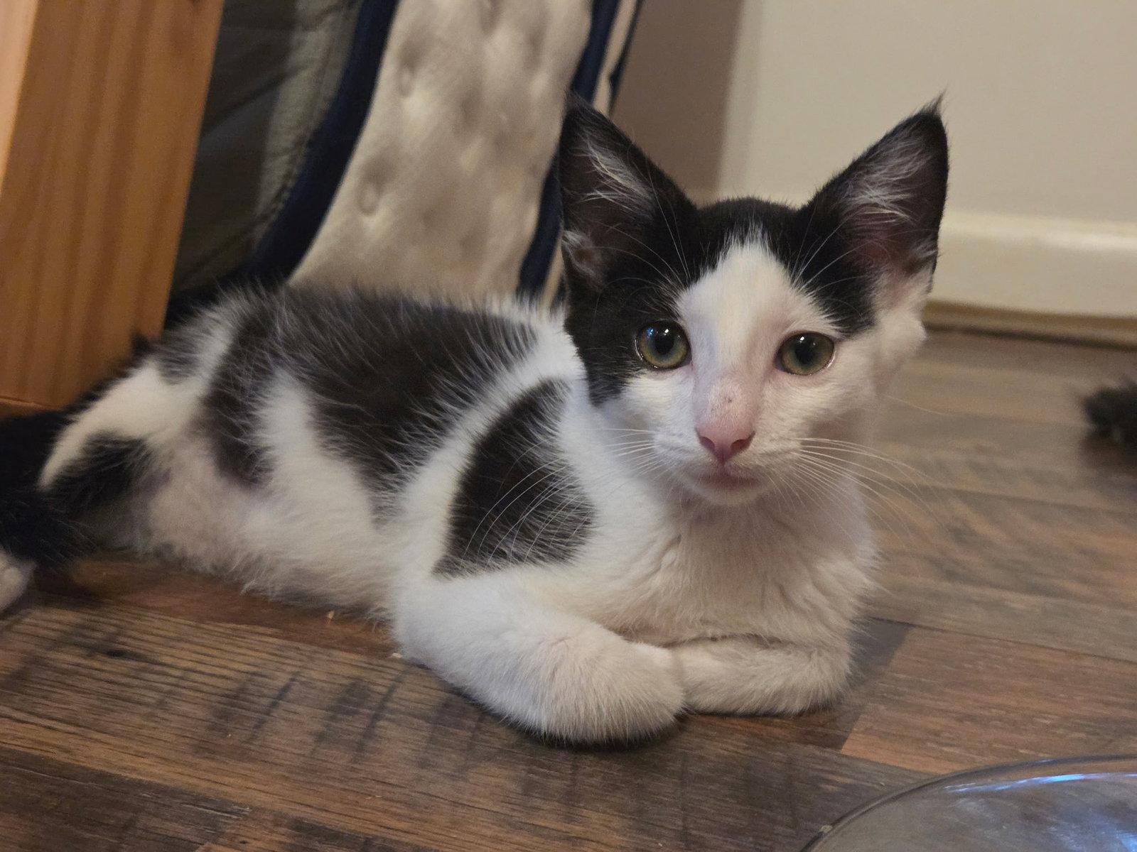 Cookie, a Adoptable Domestic Short Hair in Maggie Valley, NC image 3/3