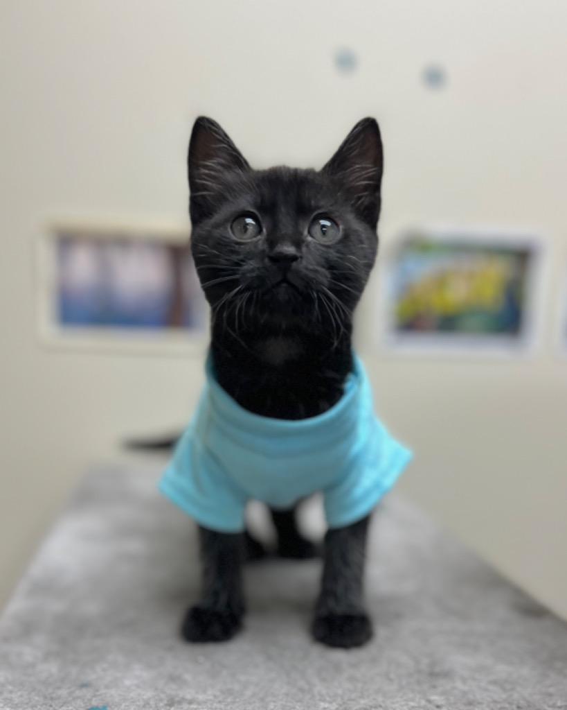 Poppy, Adoptable, Kitten Female Domestic Short Hair.