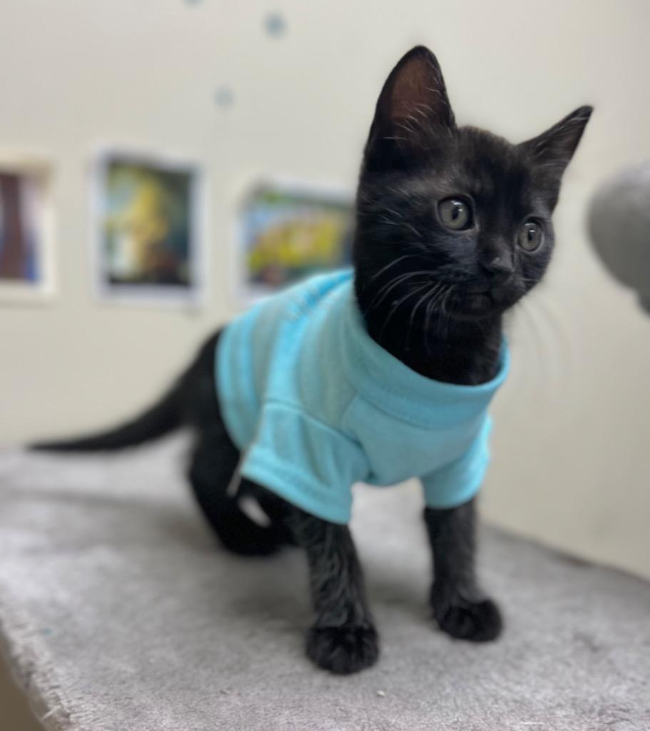 Enlarge Poppy, a Adoptable mixed breed in Nacogdoches, TX image 2/2