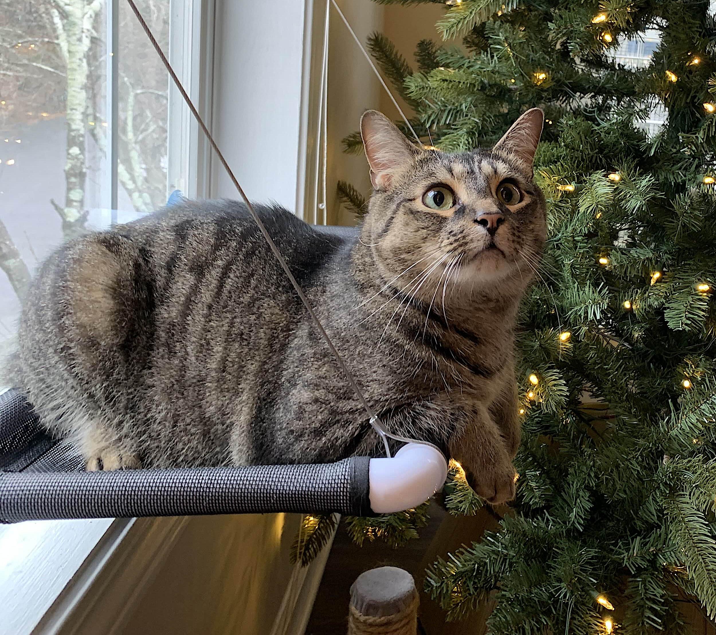 Hammie — thumbnail 2