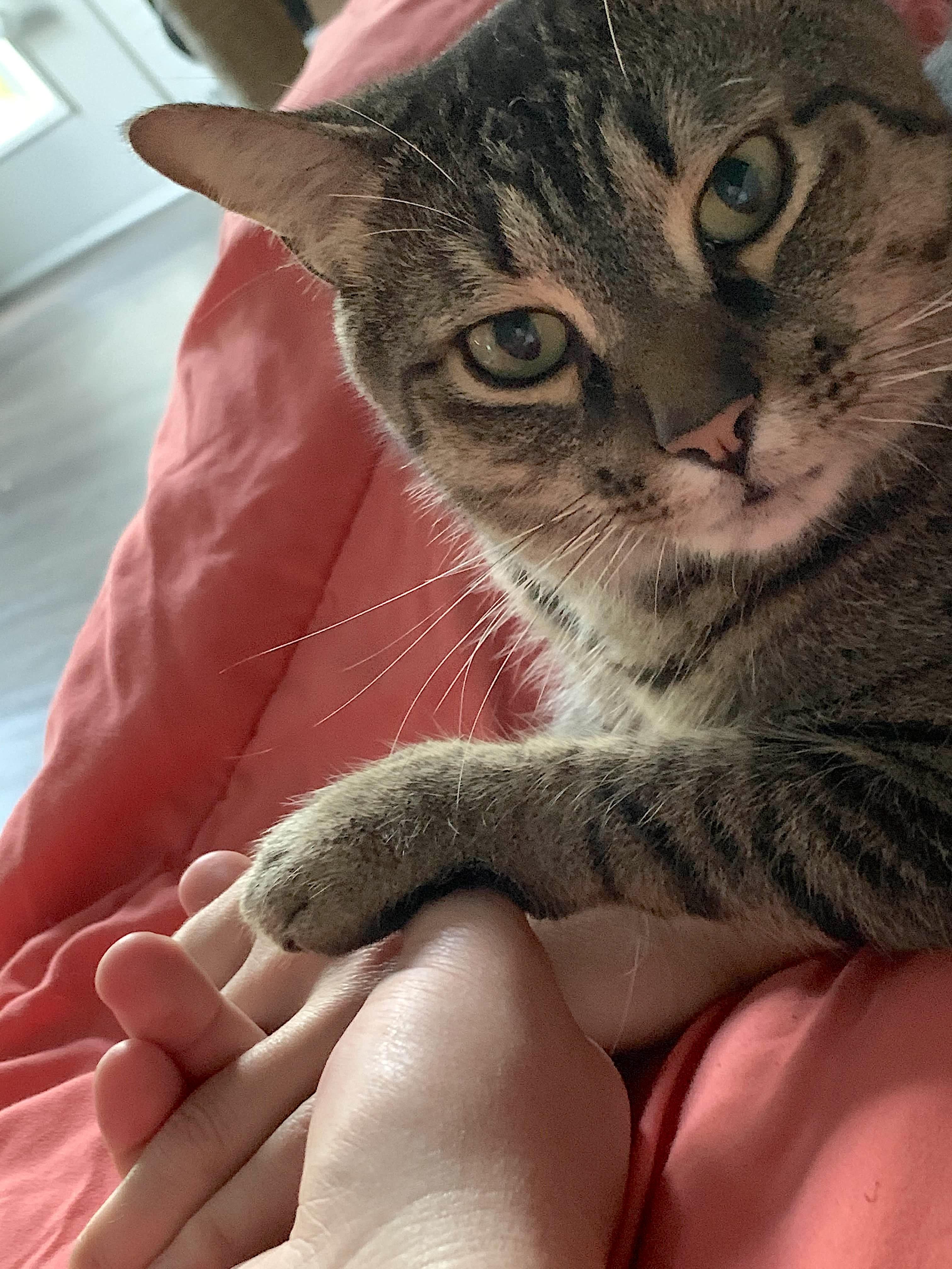 Hammie — thumbnail 3