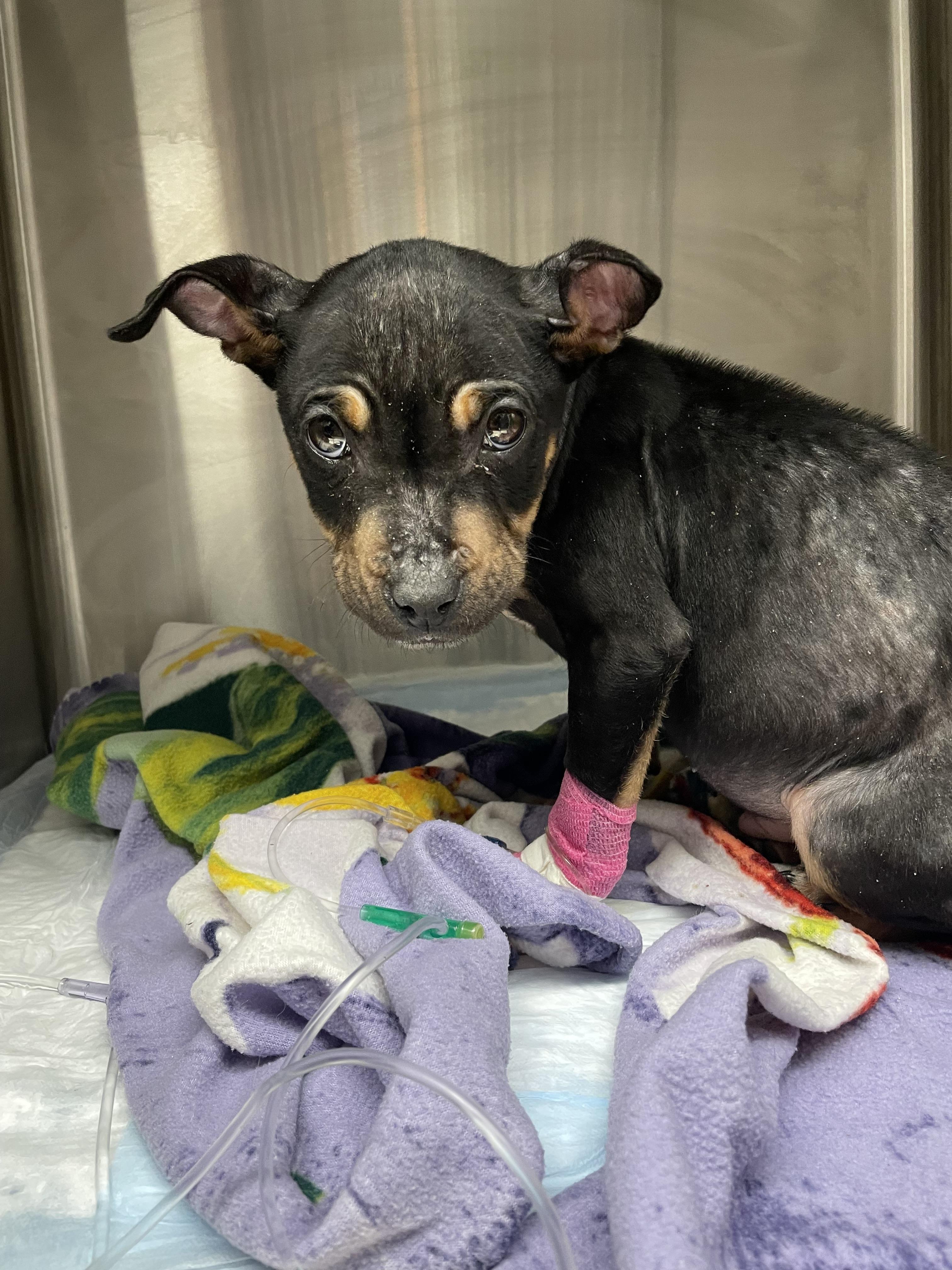 Enlarge Felony, a Adoptable mixed breed in New Baltimore, MI image 1/4