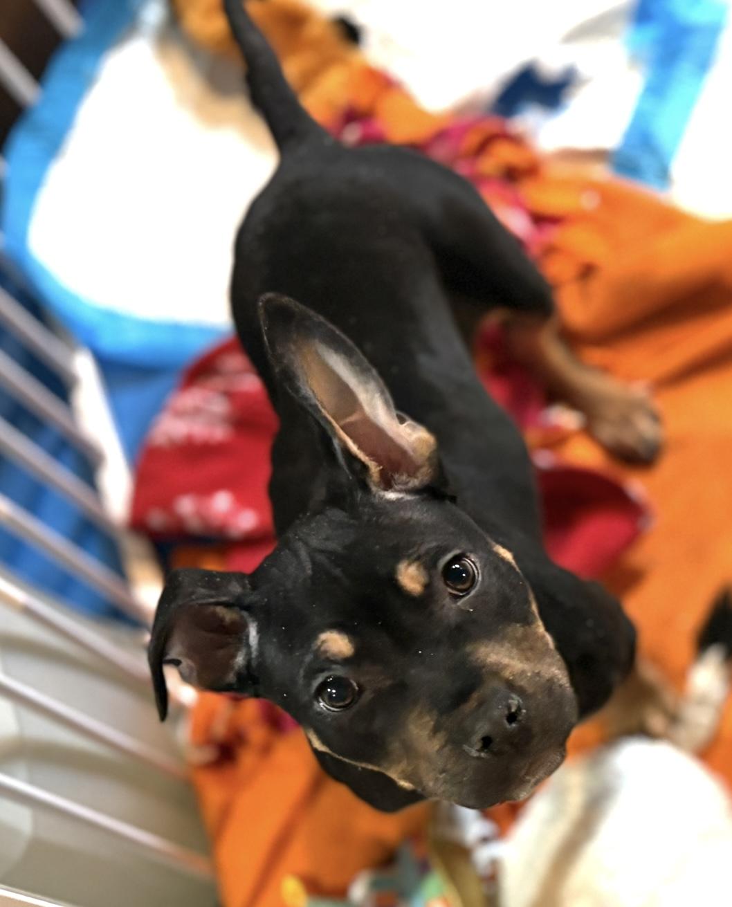 Enlarge Felony, a Adoptable mixed breed in New Baltimore, MI image 2/4