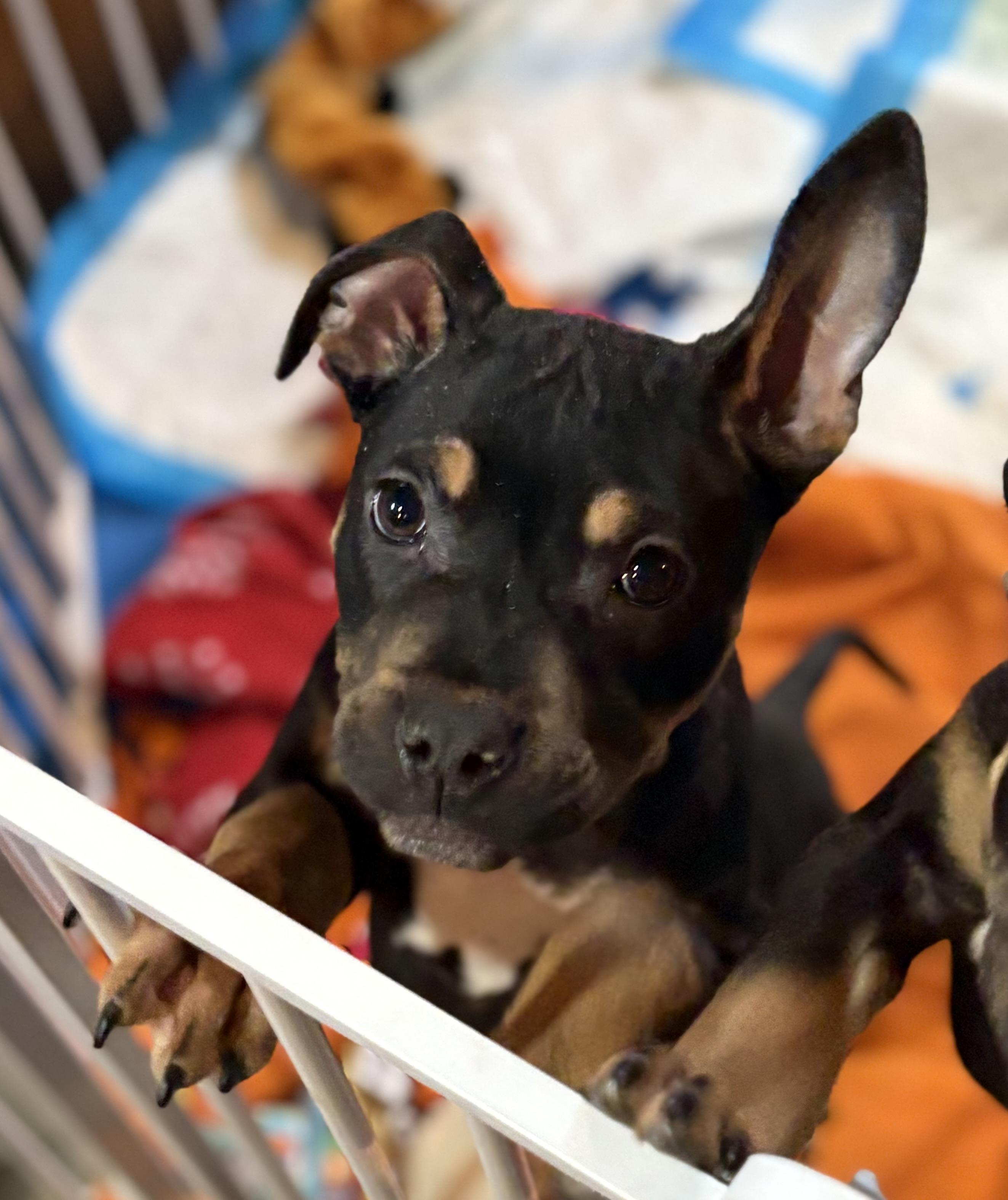 Enlarge Felony, a Adoptable mixed breed in New Baltimore, MI image 3/4