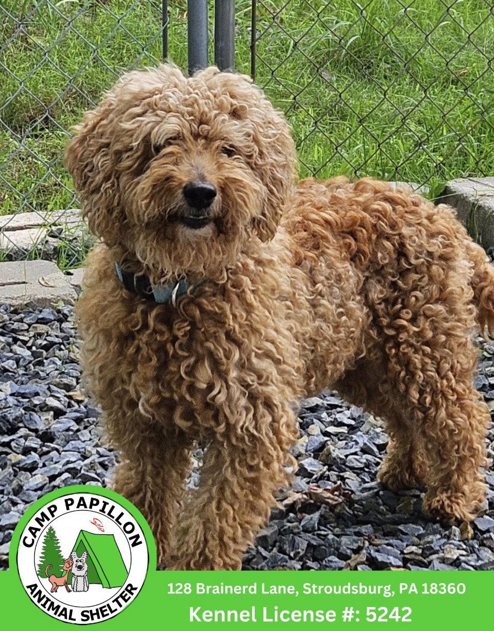 Tundra, Adoptable, Adult Female Standard Poodle & Golden Retriever.