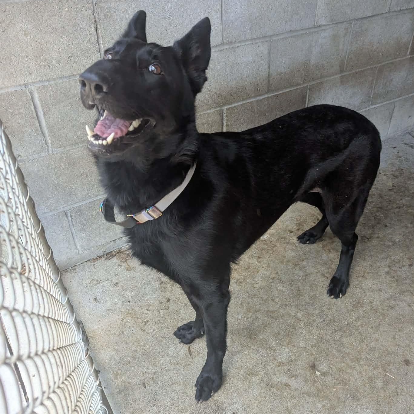 Enlarge Zoey, an adopted German Shepherd Dog in Logan, OH image 1/1
